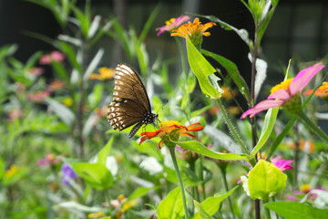 A butterfly feeding on flower in a Summer garden
