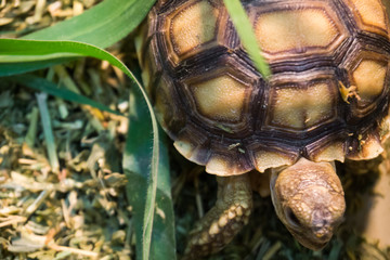 Close up of the little turtle