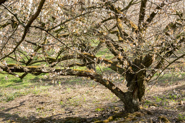 white plum blossom flowers