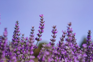 lavender flowers