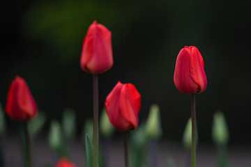Allphotokz Tulips 20160410 0239 D810