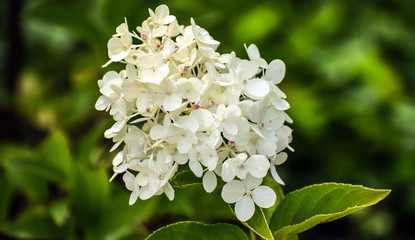 flowers of a tree