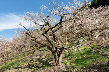 white plum blossom flowers