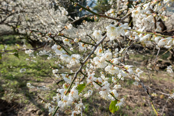 white plum blossom flowers