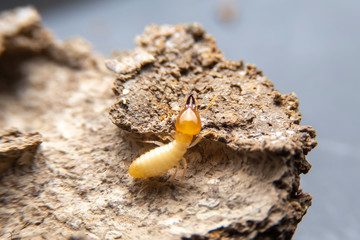 Close up of the small termite on decaying timber. The termite on the ground is searching for food to feed the larvae in the cavity.