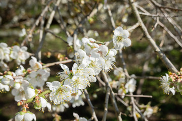 white plum blossom flowers