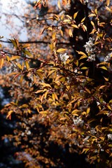 吉野の桜のクローズアップ