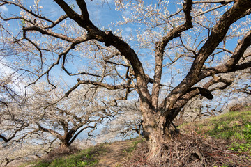 white plum blossom flowers