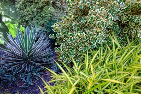 Texture of tropical garden decorative plants