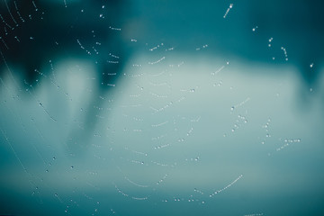 drops of dew on the web