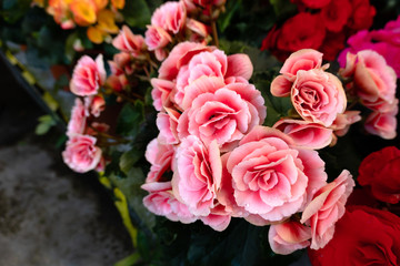 beautiful camellia flowers