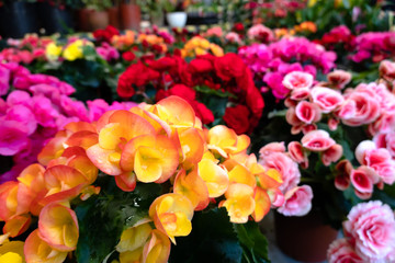 beautiful camellia flowers