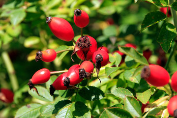 Rose hip, fruit, Rosa canina, Thuringia, Germany, Europe