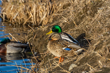 御宝田遊水地のマガモ