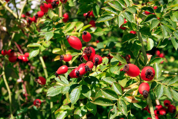Rose hip, fruit, Rosa canina, Thuringia, Germany, Europe