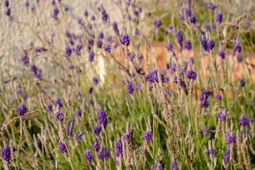 Naklejka premium purple lavender at garden