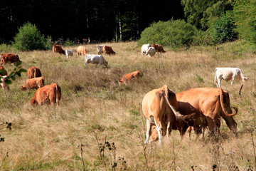 Cow, Cattle, Brown cattle, Calf, Thuringia, Germany, Europe