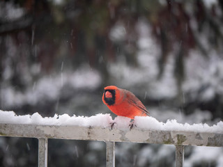 Cardinal bird male while snowing