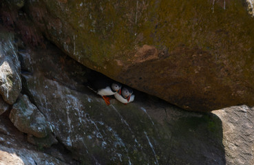 Atlantic puffin seabird pair in shade under large rock along coast of Saltee Islands Wexford Ireland. Wild bird sanctuary North Atlantic
