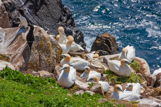 Northern Gannet bird colony (Morus bassanus) nesting on rocks at Saltee Islands Ireland along coast with North Atlantic ocean. Five gannet seabirds Morus bassanus sitting on nests. Also two razorbills