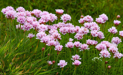 Sea thrift growing wild and blooming pretty pink flowers at Wexford coast in Ireland, Europe. Armeria maritima, commonly known as thrift, sea thrift or sea pink in green grass
