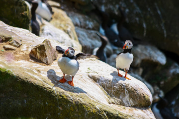 Atlantic puffins (Fratercula arctica) two stand on rocks with one puffin spreading wings open and puffing chest. Saltee Islands, Wexford, Ireland, Europe. Seabirds in sunshine casting shadow