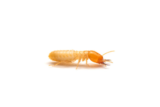 The Small Termite On White Background Side View Of The Termites Isolate On White Background Stock Photo Adobe Stock The Small Termite On White Background Side View Of The Termites Isolate On White Background Stock Photo Adobe Stock