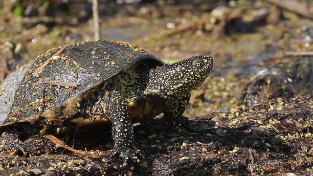 European pond turtle sunbasking on the log, Kopački rit