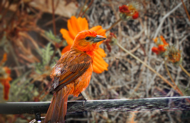 Sanhaçu de fogo, Piranga flava. The Hepatic Tanager is a passerine bird in the family Cardinalidae.