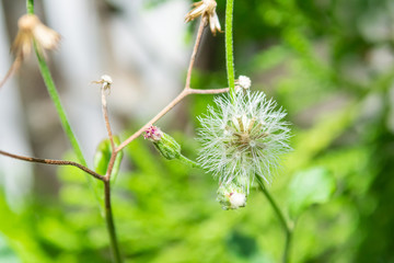 Macro bautiful flower in the nature