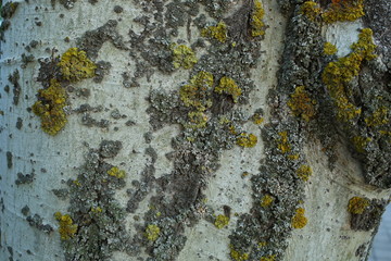  light birch tree bark with green moss, natural wood, close-up