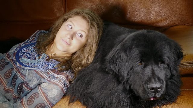 Cinemagraph – Indoor video of beautiful adult black newfoundland pet dog facing the camera, combined with a still image of a pretty young woman with long hair, lying against the dog on a leather sofa.