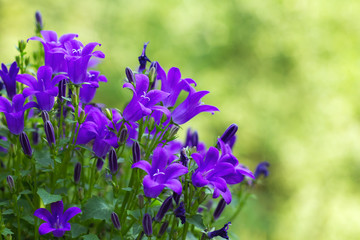 purple campanule flowers in a green garden