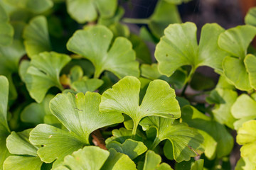 ginkgo biloba leaves