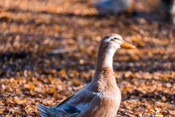 Gans in der Morgensonne