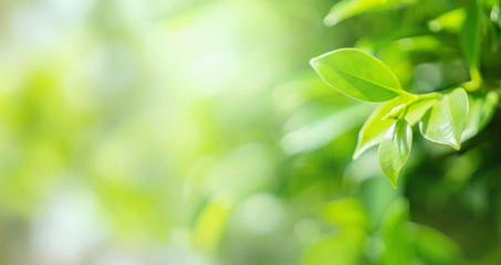 Fototapeta na wymiar select focus green leaf with sunshine background
