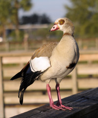 The Egyptian Goose in south Florida