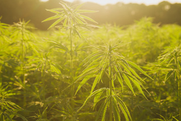 hemp or cannabis industrial farm detail