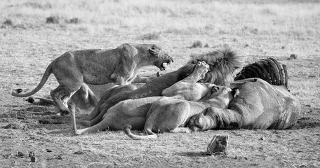 Pride of lions eating on a carcass on dry plain artistic conversion