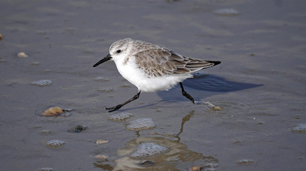 Sanderling
