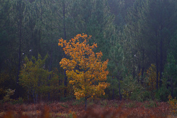 Herbstlicht. Gelbe Eiche vor grünen Bäumen