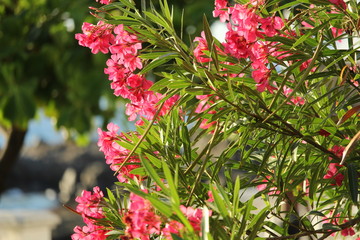 Obraz premium pink flowers in the garden