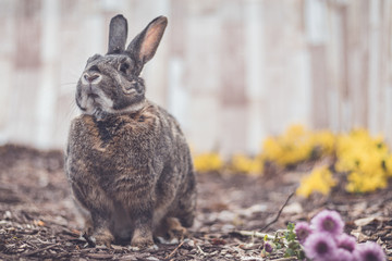 Gray and white bunny rabbit in garden with flowers for Easter Spring soft vintage setting
