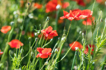Field of bright red corn poppy flowers in summer
