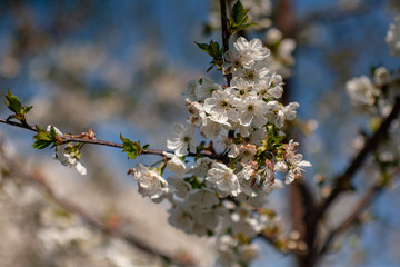 Bird cherry blossoms flowers in spring. Spring blossom flowers of bird cherry tree. Spring bird cherry tree flowers. Bird cherry tree flowers bloom in spring