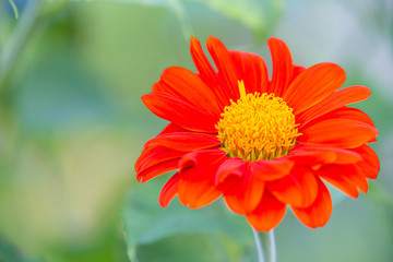 Macro bautiful flower in the nature