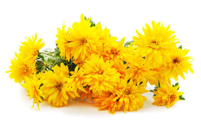 Beautiful yellow chrysanthemums.