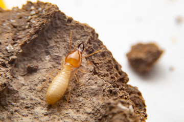  the small termite on decaying timber. The termite on the ground is searching for food to feed the larvae in the cavity.
