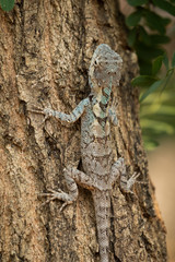 Blue Crested Lizard