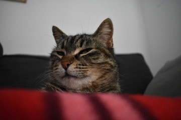 gatto dorme sul divano